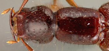 Media type: image;   Entomology 27536 Aspect: head dorsal view